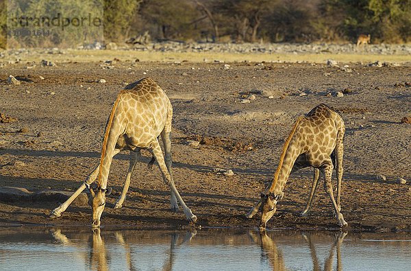 Kapgiraffen (Giraffa camelopardalis giraffa)  zwei Weibchen trinken am Wasserloch  Abendlicht  Etosha-Nationalpark  Namibia  Afrika