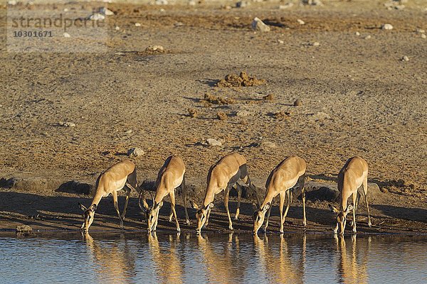 Impalas  Schwarzfersenantilopen  auch Schwarznasenimpalan (Aepyceros melampus petersi)  eine Gruppe von Weibchen mit einem männlichen Jungtier am Wasserloch  Etoscha-Nationalpark  Namibia  Afrika