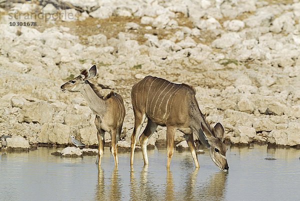 Kudu (Tragelaphus strepsiceros)  Weibchen mit Jungtier an einem Wasserloch  Kapturteltaube (Streptopelia capicola) hinten  Etosha-Nationalpark  Namibia  Afrika