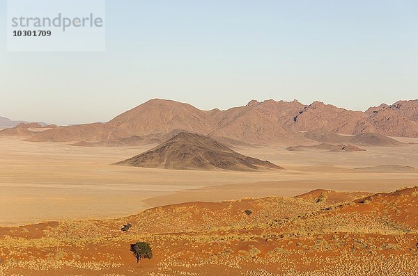 Mit Buschmanngras (Stipagrostis sp.) bewachsene Sanddünen  trockene Wüsteneben und isolierte Bergrücken am Rande der Namib-Wüste  Kameldornbäume (Acacia erioloba)  NamibRand-Naturreservat  Namibia  Afrika