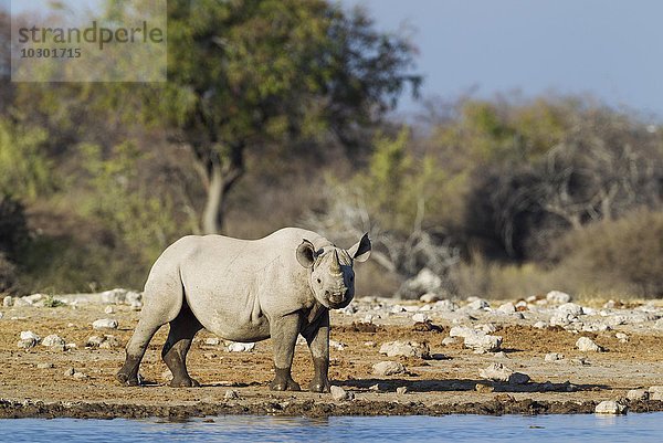 Spitzmaulnashorn (Diceros bicornis)  Männchen am Wasserloch  Etosha-Nationalpark  Namibia  Afrika