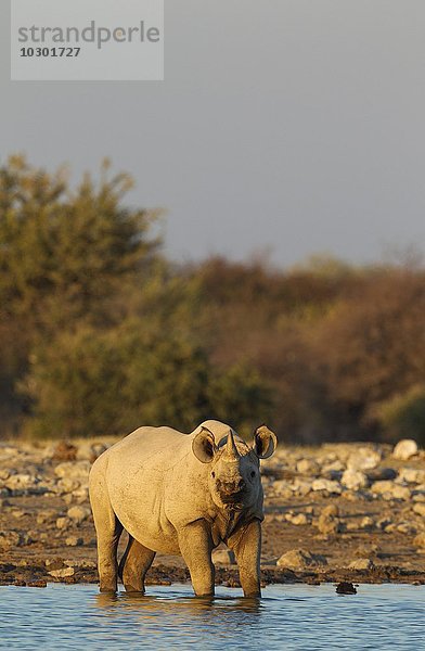 Spitzmaulnashorn (Diceros bicornis)  Männlichen am Wasserloch  Abendlicht  Etosha-Nationalpark  Namibia  Afrika