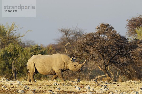 Spitzmaulnashorn (Diceros bicornis)  Weibchen  Etosha-Nationalpark  Namibia  Afrika