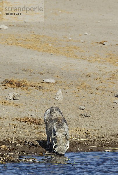 Wüstenwarzenschwein (Phacochoerus aethiopicus)  Weibchen  beim Trinken am Wasserloch  Etosha-Nationalpark  Namibia  Afrika