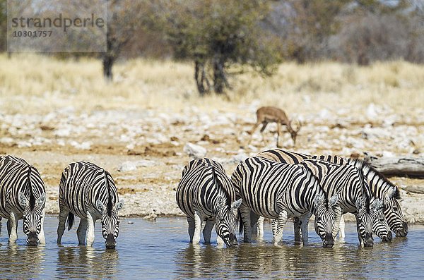 Burchell-Zebras (Equus quagga burchellii) trinken am Wasserloch  hinten grasende Schwarznasenimpalas (Aepyceros melampus petersi)  Etosha-Nationalpark  Namibia  Afrika