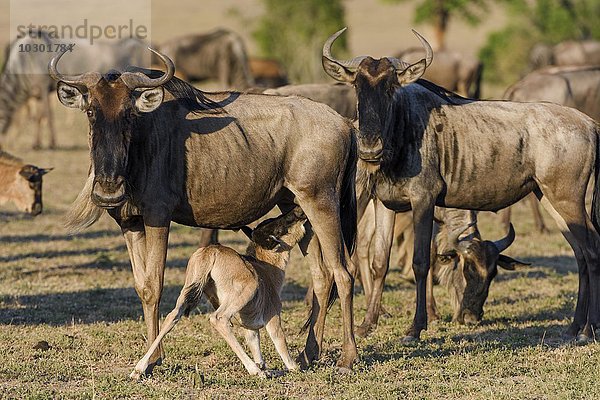 Gnus (Connochaetes taurinus)  Kuh säugt Kalb  Maasai Mara  Narok County  Kenia  Afrika