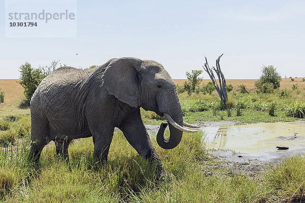 Elefant (Loxodonta africana) am Wasserloch  Masai Mara  Narok County  Kenia  Afrika