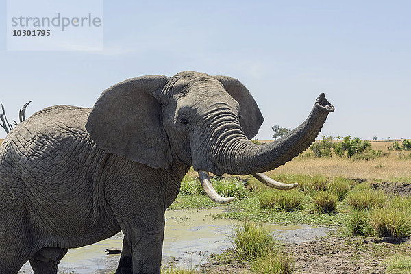 Elefant (Loxodonta africana) mit erhobenem Rüssel  Masai Mara  Narok County  Kenia  Afrika