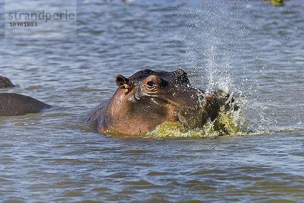Flusspferd (hippopotamus amphibious)  prustet beim Auftauchen das Wasser aus  Masai Mara  Narok County  Kenia  Afrika