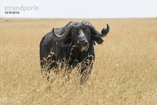 Alter afrikanischer Büffel  Kaffernbüffel (Syncerus caffer)  im hohen Gras  Masai Mara  Narok County  Kenia  Afrika