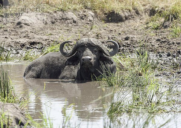 Alter afrikanischer Büffel  Kaffernbüffel (Syncerus caffer)  im Schlamm  Masai Mara  Narok County  Kenia  Afrika