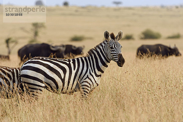 Zebra (Equus quagga)  steht im hohen Gras  Abendlicht  Masai Mara  Narok County  Kenia  Afrika