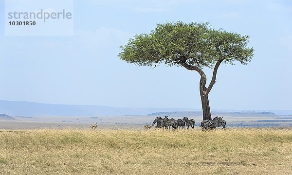 Weite Landschaft in der Masai Mara mit Zebras (Equus quagga) unter einer Schirmakazie (Acacia tortilis)  Masai Mara  Narok County  Kenia  Afrika