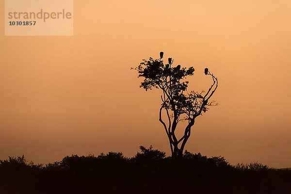 Silhouette  Baum mit Geiern im Sonnenuntergang  Masai Mara  Narok County  Kenia  Afrika