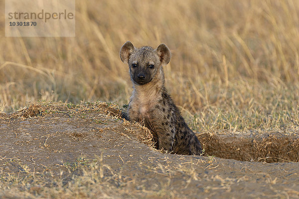 Junge Tüpfelhyäne (Crocuta crocuta) schaut im Morgenlicht aus dem Bau  Maasai Mara  Narok County  Kenia  Afrika