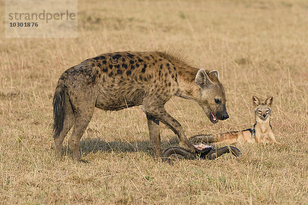 Ein hungriger Schabrackenschakal (Canis mesomelas) belauert eine Tüpfelhyäne (Crocuta crocuta) am Riss  Maasai Mara  Narok County  Kenia  Afrika