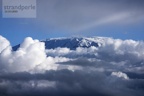 Vereister Kibo Gipfel oder Uhuru Peak des Kilimandscharo  Amboseli  Kenia  Afrika