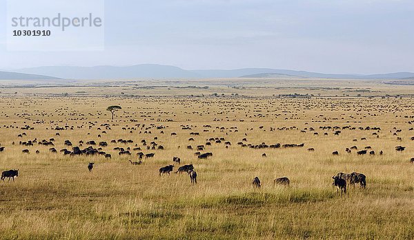 Gnuherden (Connochaetes taurinus) während der Migration  südliche Maasai Mara  Maasai Mara  Narok County  Kenia  Afrika