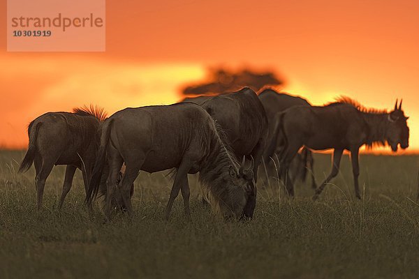 Gnus (Connochaetes taurinus) bei Sonnenuntergang  Maasai Mara  Narok County  Kenia  Afrika