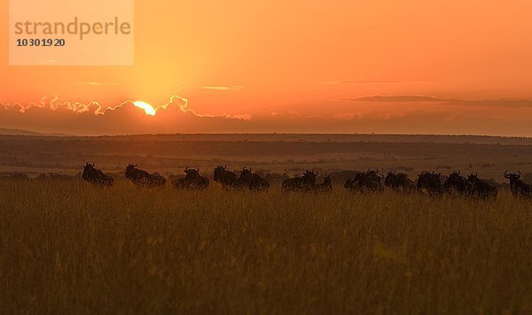 Gnuherde (Connochaetes taurinus) bei Sonnenaufgang  Maasai Mara  Narok County  Kenia  Afrika