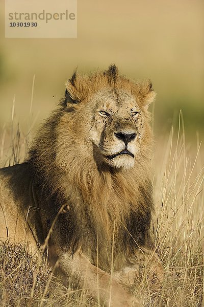 Portrait  Löwe (Panthera leo)  Männchen liegt im Gras  Masai Mara  Narok County  Kenia  Afrika