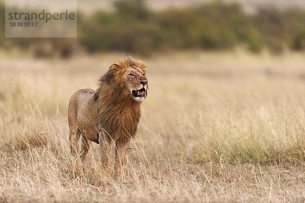 Männlicher Löwe (Panthera leo) im Morgenlicht  Masai Mara  Narok County  Kenia  Afrika