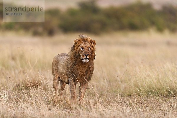 Männlicher Löwe (Panthera leo) im Morgenlicht  Masai Mara  Narok County  Kenia  Afrika