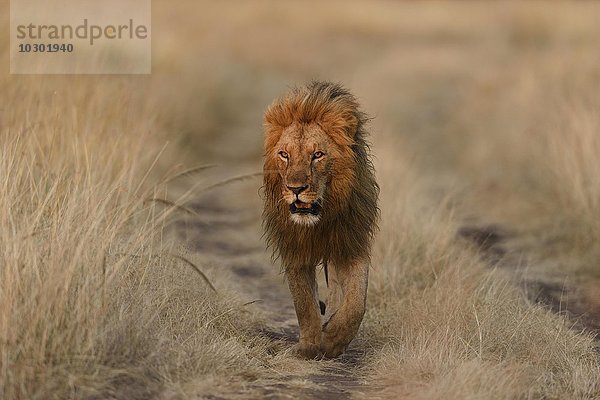 Löwe (Panthera leo)  Männchen läuft auf Weg im Morgenlicht  Masai Mara  Narok County  Kenia  Afrika