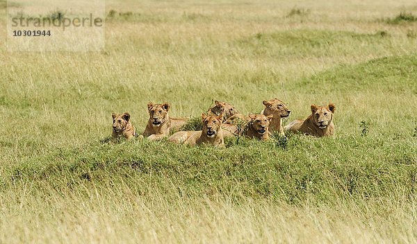 Löwenrudel (Panthera leo) liegt auf einem Hügel  Masai Mara  Narok County  Kenia  Afrika