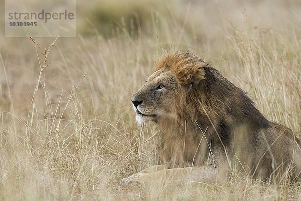 Löwe (Panthera leo)  Männchen mit nasser Mähne liegt im Gras  Masai Mara  Narok County  Kenia  Afrika