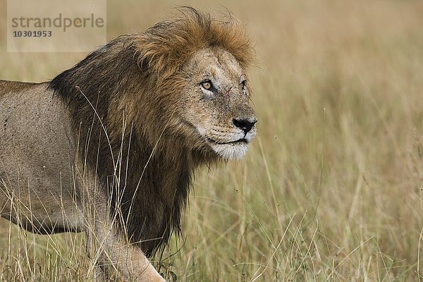 Nasser Löwe (Panthera leo)  Männchen  Masai Mara  Narok County  Kenia  Afrika