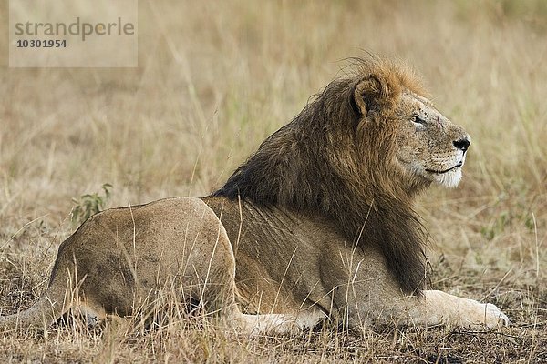 Löwe (Panthera leo)  Männchen mit nasser Mähne liegt im Gras  Masai Mara  Narok County  Kenia  Afrika