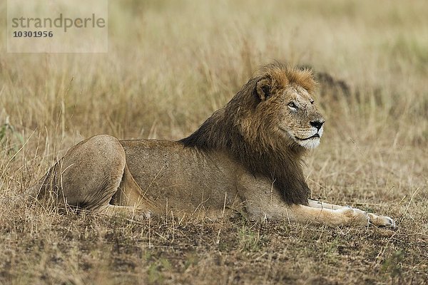 Löwe (Panthera leo)  Männchen mit nasser Mähne liegt im Gras  Masai Mara  Narok County  Kenia  Afrika