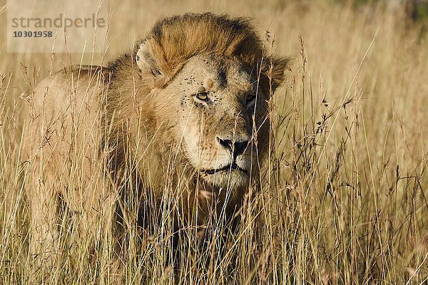 Löwe (Panthera leo)  Männchen pirscht durch das hohe Gras der Savanne  Masai Mara  Narok County  Kenia  Afrika