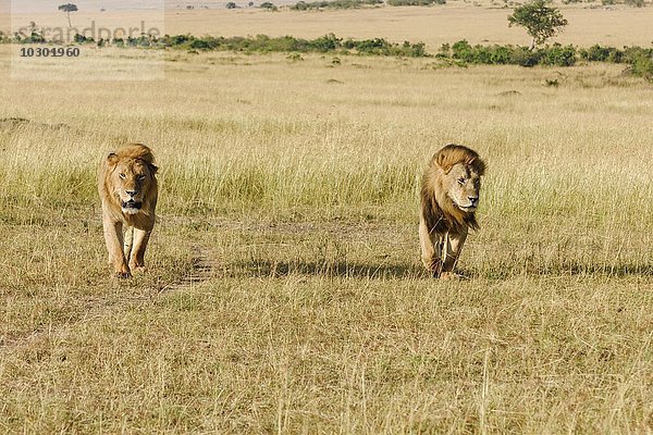 Zwei männliche Löwen (Panthera leo)  Sohn und Vater  durchstreifen die Savanne  Masai Mara  Narok County  Kenia  Afrika