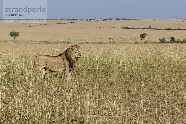 Löwe (Panthera leo)  Männchen im Grasland  Masai Mara  Narok County  Kenia  Afrika