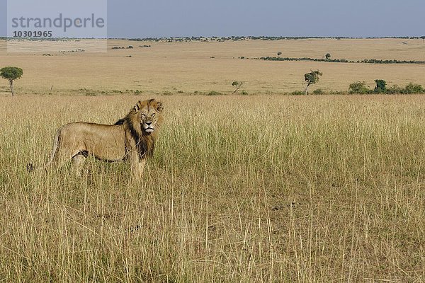 Löwe (Panthera leo)  Männchen im Grasland  Masai Mara  Narok County  Kenia  Afrika
