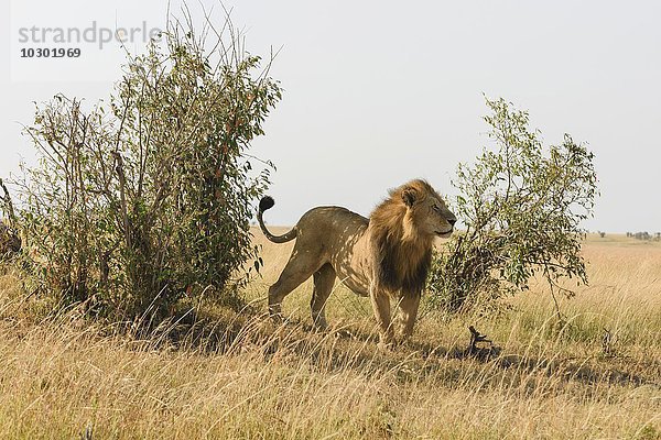 Löwe (Panthera leo)  Männchen markiert einen Busch  Masai Mara  Narok County  Kenia  Afrika