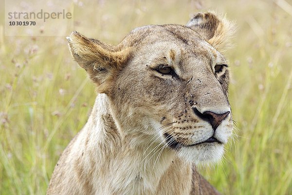 Löwe (Panthera leo)  Löwin  Weibchen  Portrait  Masai Mara  Narok County  Kenia  Afrika