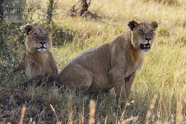 Zwei junge  männliche Löwen (Panthera leo) beobachten im Schatten eines Gebüschs  Masai Mara  Narok County  Kenia  Afrika