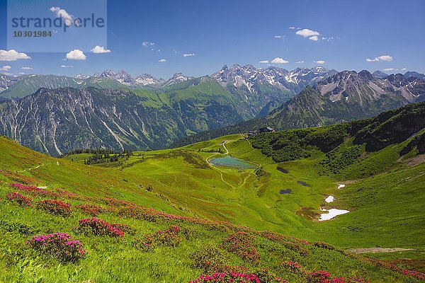 Alpenrosenblüte  Ausblick vom Fellhorn über den Schlappoldsee und Bergstation Fellhornbahn  hinten zentraler Hauptkamm der Allgäuer Alpen  Allgäu  Bayern  Deutschland  Europa