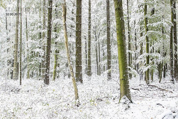 Früher Wintereinbruch  Bäume  Wald mit Schnee  Hessen  Deutschland  Europa
