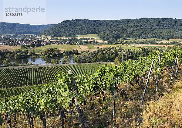 Weinberg Großheubacher Bischofsberg und Main  Großheubach  Spessart  Unterfranken  Franken  Bayern  Deutschland  Europa