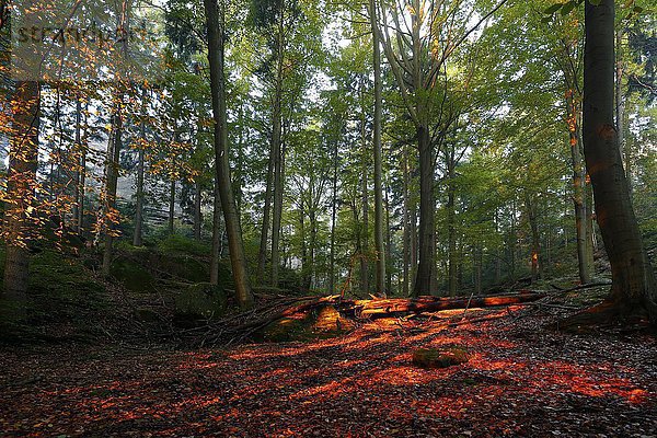 Herbstwald im Morgenlicht  Nationalpark Sächsische Schweiz  Sachsen  Deutschland  Europa