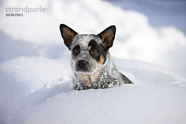Australian Cattle Dog  blau  Junghund sitzt im tiefen Schnee  Nordtirol  Österreich  Europa