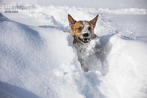 Australian Cattle Dog  rot  Rüde läuft im tiefen Schnee  Nordtirol  Österreich  Europa