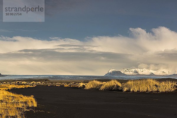 Schwarzer Lavasand mit Grasbüscheln vor Gletscherzunge  Jökulsarlosn Gletscher  Skaftafell  Südisland  Island  Europa