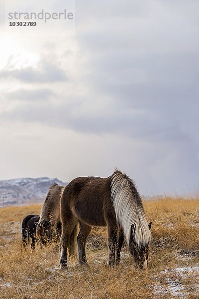 Islandponys in winterlicher Landschaft  Laugarvatn  Island  Europa