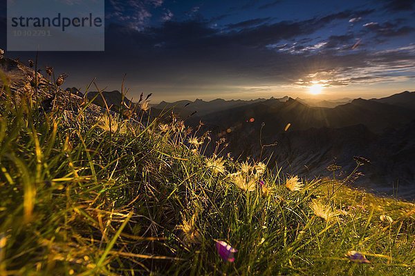 Sonnenaufgang über Allgäuer Bergen mit Blumenwiese  Allgäuer Alpen  Allgäu  Bayern  Deutschland  Europa