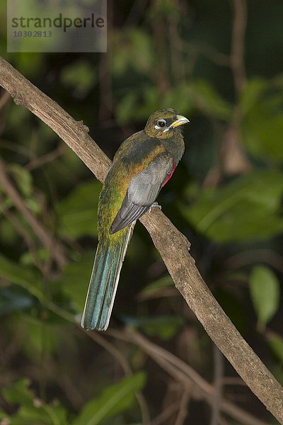 Narinatrogon (Apaloderma narina)  Kilombero-Tal  Tansania  Afrika